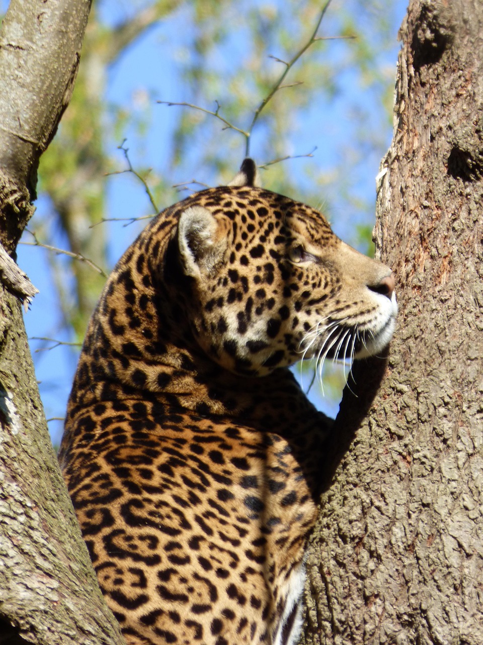 jaguar, feline, feline park, nesles, jaguar, jaguar, jaguar, jaguar, jaguar